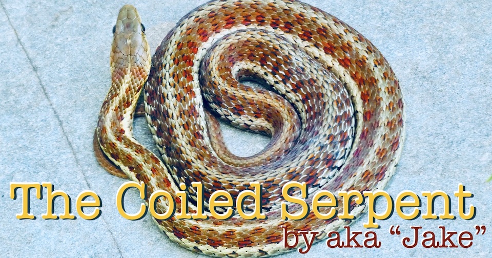 The Coiled Serpent by aka "Jake"