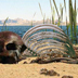 Human skeleton on the shore of Great Salt Lake